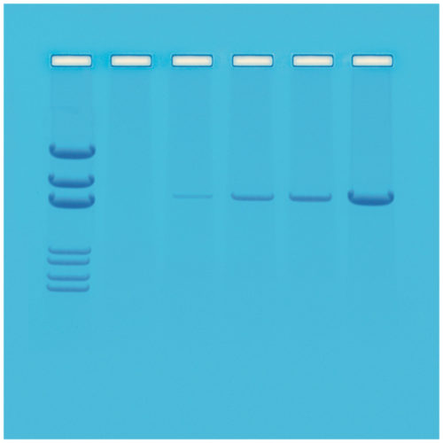 Princip metody PCR